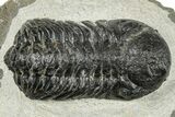 Bargain, Austerops Trilobite - Visible Eye Facets #251024-2